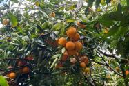 Naranja Tolima | Naranjatón | Tolima | Agosto 2025
