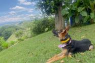 Perrita Pastor Alemán 