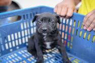 perrito