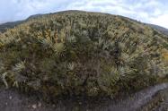Frailejones Sumapaz