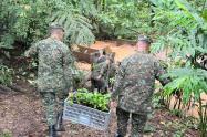 Reforestación Caquetá