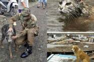 Ayudas-animales-mocoa.jpg