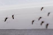Zika-grande-1560x848.jpg