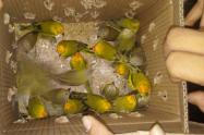 aves-incautadas.jpg