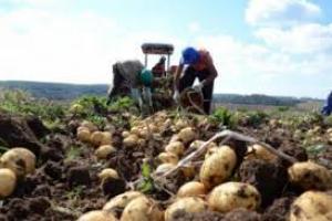 Capturan a dos campesinos por sembrar papa en zona de páramo 