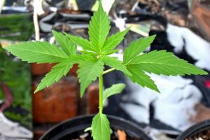 Planta de cannabis 