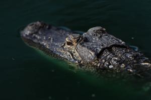 Cocodrilo en el agua