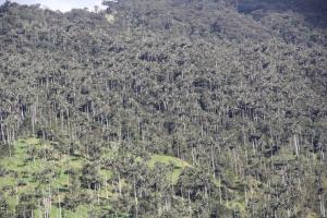 Bosque Galilea
