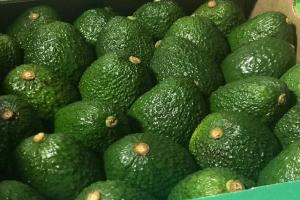 Se producen 148.429 toneladas de aguacate Hass en Antioquia, Bolívar, Caldas, Cesar, Quindío, Santander, Tolima  y Valle del Cauca