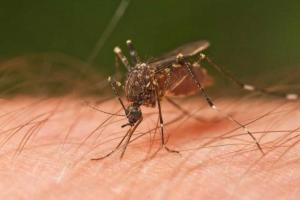 Dengue en el departamento del Tolima