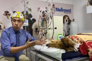 Murió Koko, el perro que salvó a sus amos de abejas africanizadas