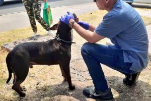 Lanzan un perro vivo desde un puente vehicular