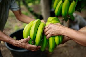 Cultivos de banano