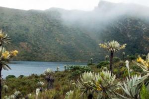 Serán procesos de restauración ecológica, reconversión productiva, que hacen parte de un modelo de gestión integral para los páramos