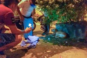 Atacan a un perro en el sur de Ibagué
