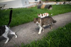 Gatos