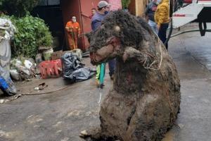 Rata gigante en México