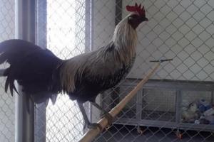 Gallos Icononzo