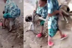 Maltrato Animal en Rovira 