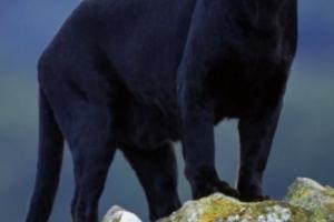 Pantera negra