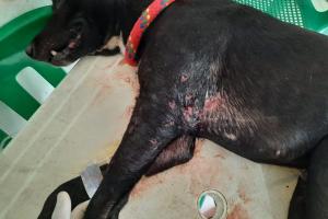 perrita lastimada
