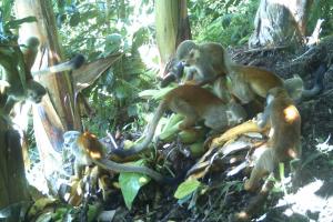 Registran fauna silvestre en la Serranía de Peñas Blancas en el Huila.