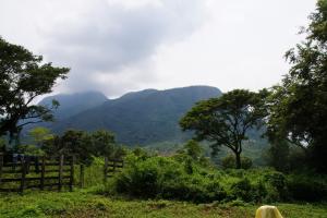 Restitución de tierras en el Tolima