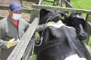 El ICA estableció las nuevas medidas sanitarias para la prevención y el control de la brucelosis bovina