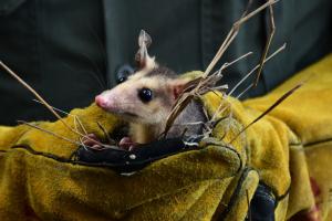 Animales silvestres fueron liberados en el Huila