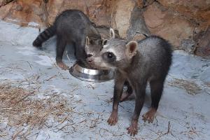 Mapaches rescatados en el Tolima