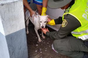 Rescataron a ‘Paloma’ una perrita abandonada, amarrada y sin alimento debajo de un puente en Honda