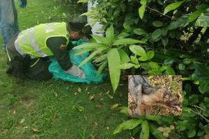 Protegieron y entregaron zorro que se encontraba en lamentables condiciones a Cortolima 