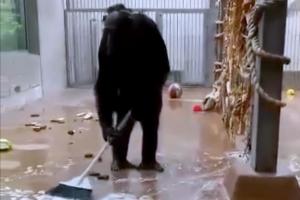 Chimpancé limpia su jaula