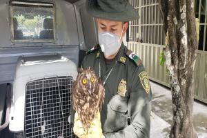 Operativos de fauna y flora silvestre en Tolima