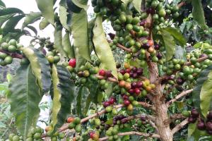 Cafetal en Risaralda