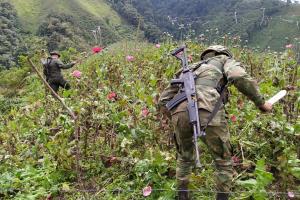 Erradicaron cultivos de amapola en Anzoátegui