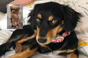 Imputaciones y condenas contra agresores de animales en Cundinamarca, Valle del Cauca, Sucre y Tolima