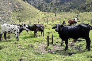 Vacas que dan leche 