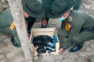 Rescataron a ‘Negrita’ una perrita lesionada en Ambalema