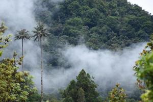 Deforestación 