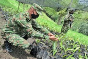 Primer vivero a nivel nacional de Palma de Cera fue creado por la Sexta Brigada del Ejército Nacional