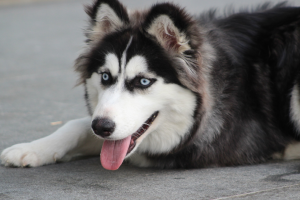 Perro Husky - imagen de referencia