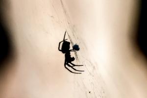 Araña