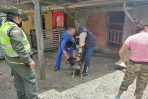 Judicializaron a un hombre que maltrataba y mantenía en pésimas condiciones a perros en Ibagué