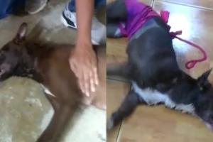 Denuncian que están envenenando a los perros en el sector de la Gaviota