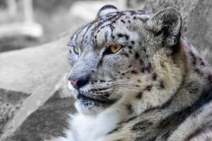 Leopardo de las nieves