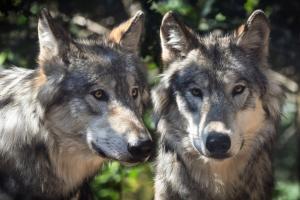 Manada de lobos