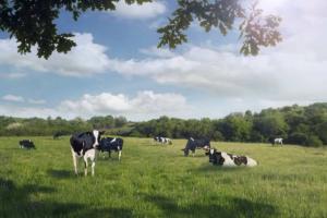 Comercial compara mujeres con vacas