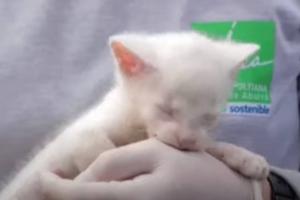 Yaguarundí albino