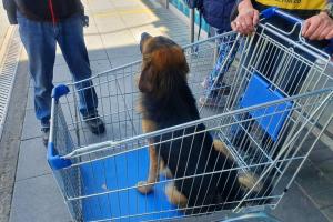 Perro abandonado en Bogotá